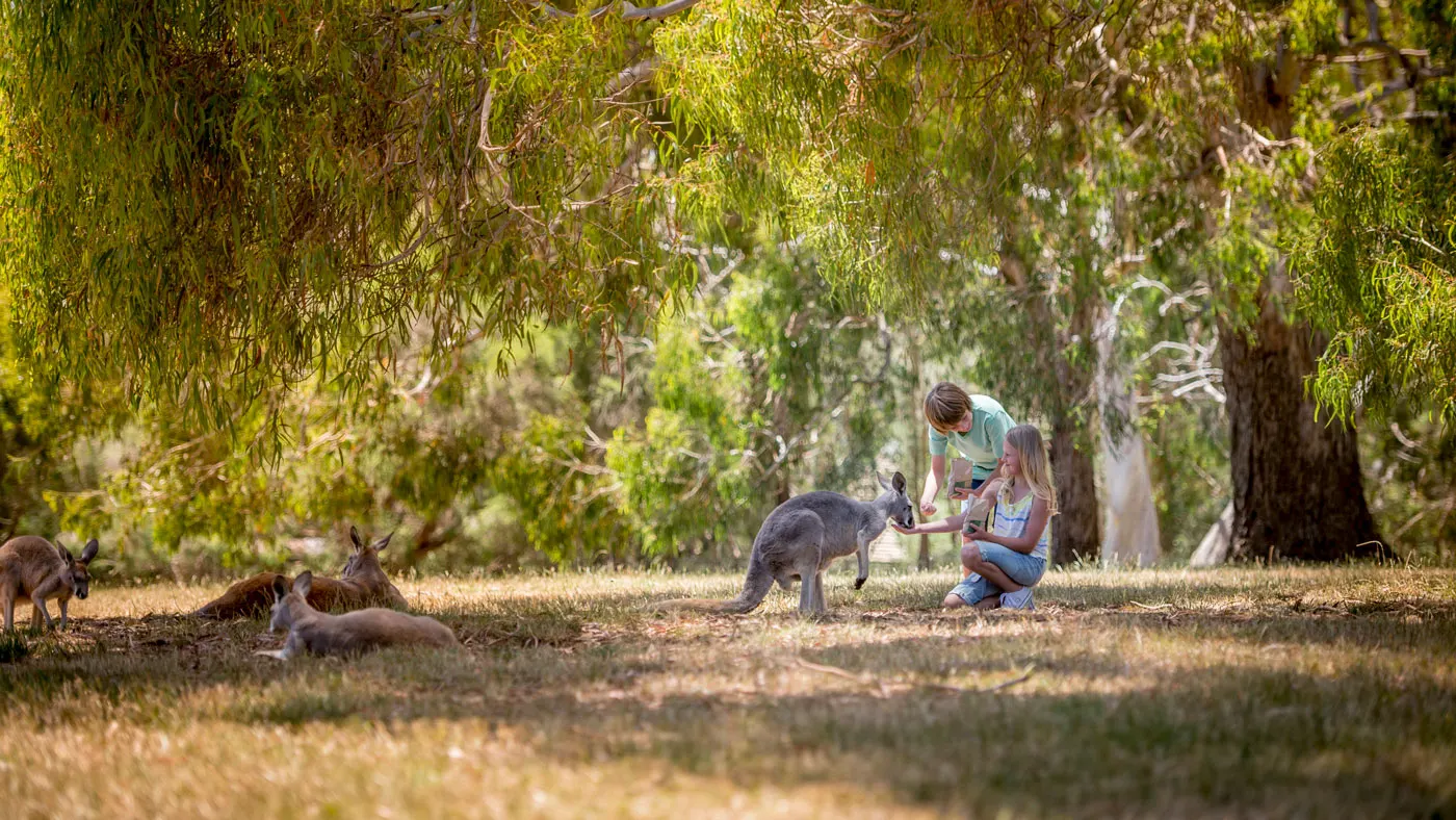 Two children feed a wallaby with other animals lounging nearby