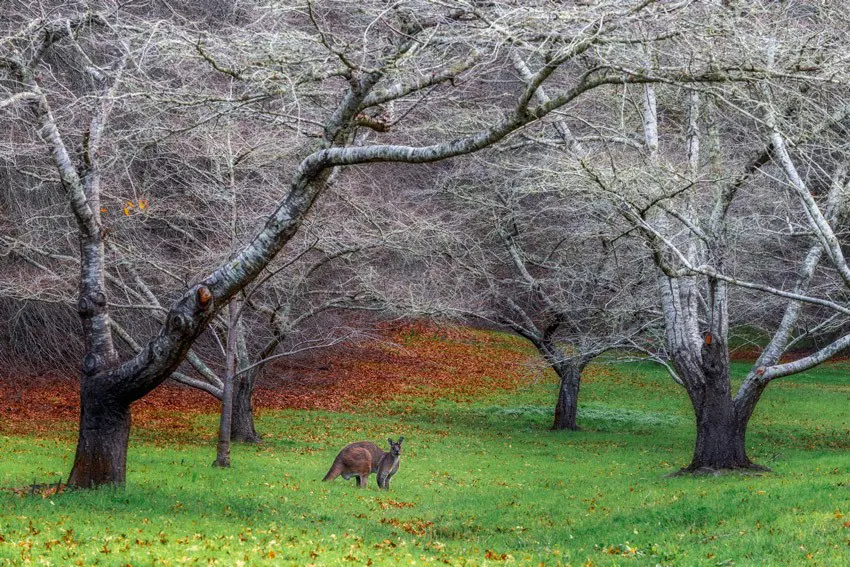 Kangaroo resting in Mount Lofty Botanic Garden in winter