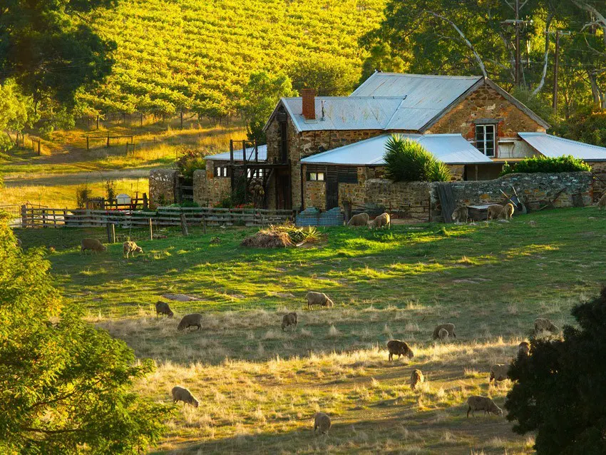 Exterior view of Hutton Vale Farm with grazing sheep and vineyards in the surrounds