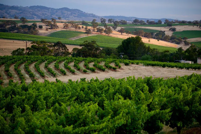 Rows of Seppeltsfield vineyards in the Barossa Valley with rolling hills in the background