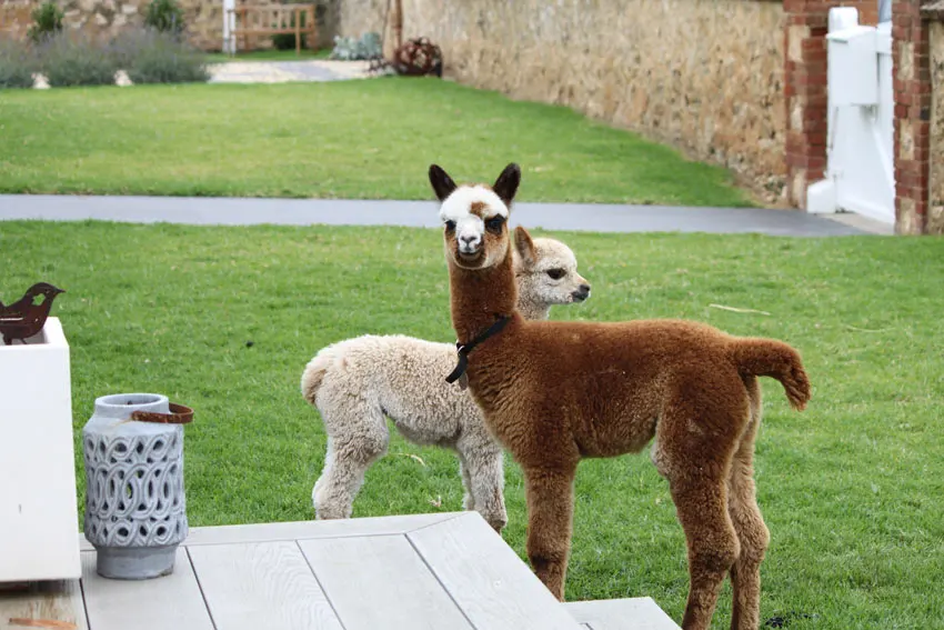 Two alpacas in the front garden of River’s End Retreat