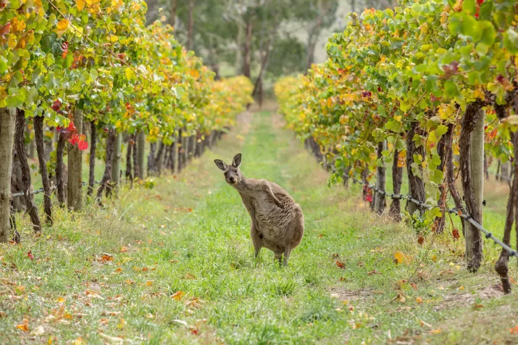 Young kangaroo in between two rows of vines