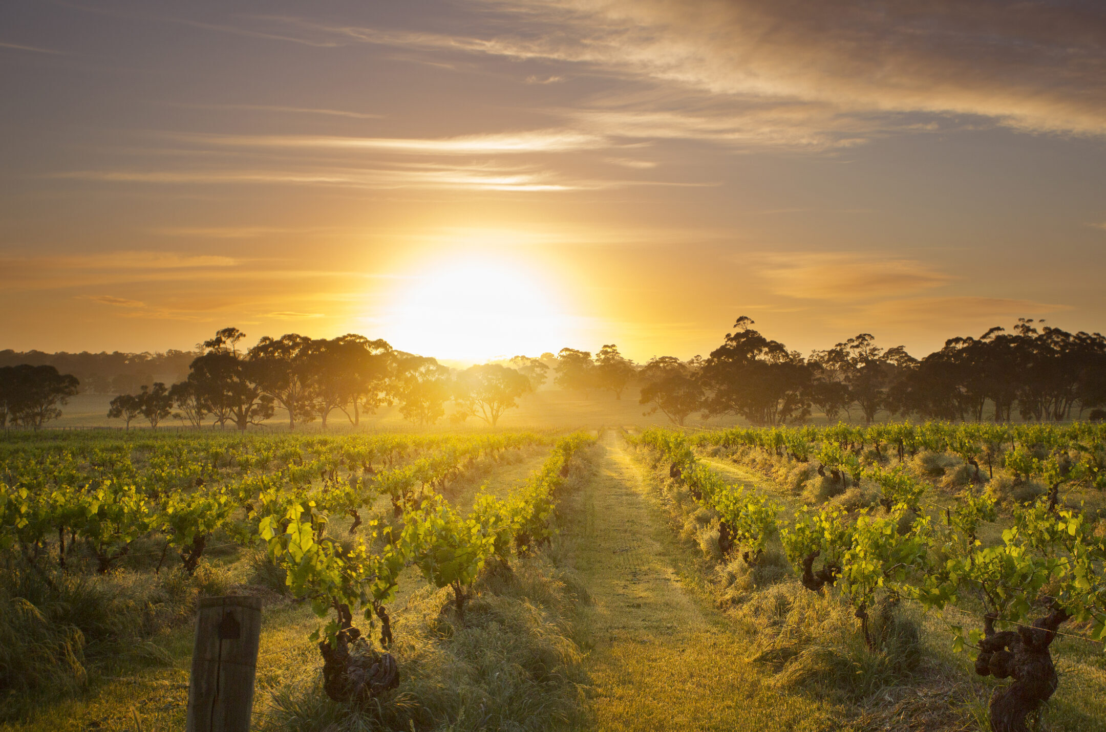 Henschke Mount Edelstone Experience 1