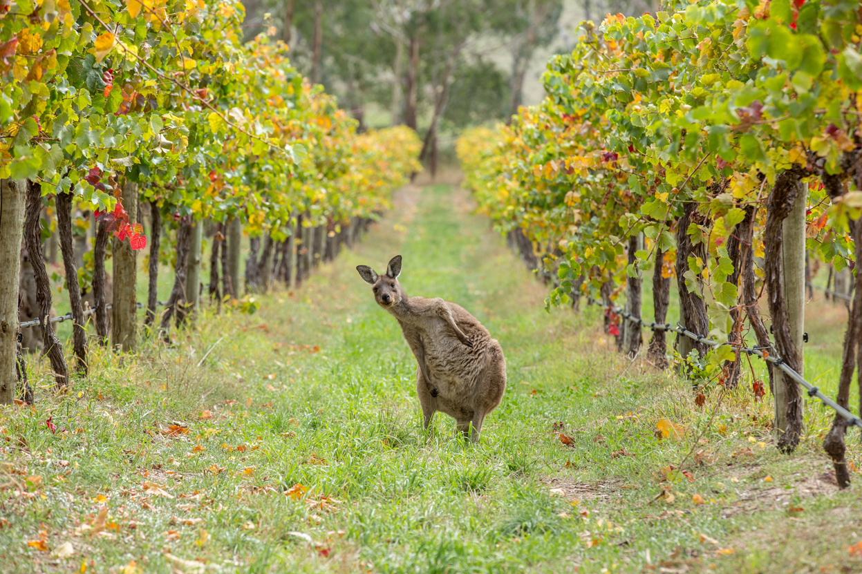 Roo amongst the vines