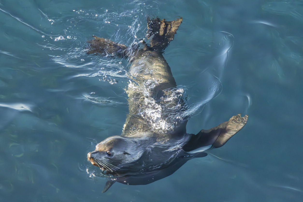 Long-nosed Fur seal