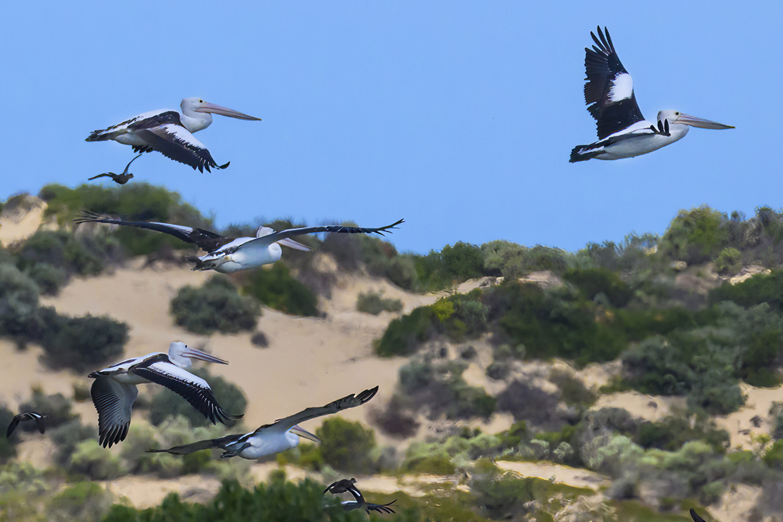 Wild Cultural Coorong Tour- The Tailor Touring (19)