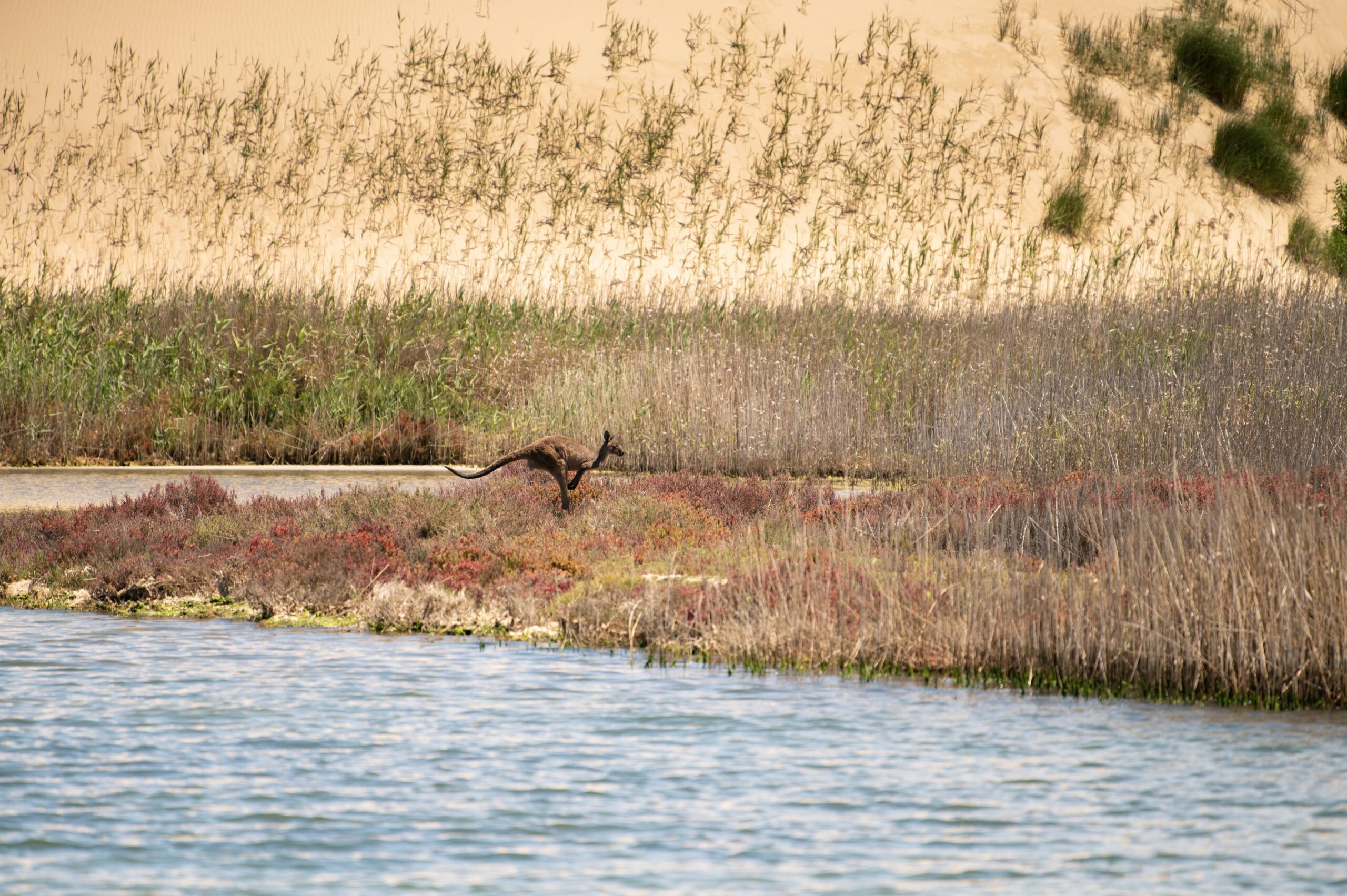 Wild Cultural Coorong Tour- The Tailor Touring (2)