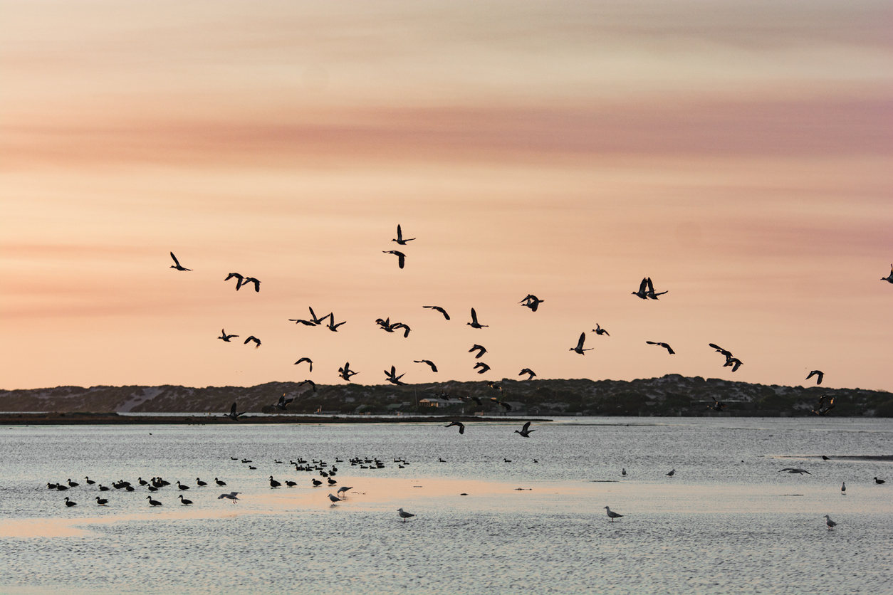 Bird Diversity from South Australia's RAMSAR Coorong