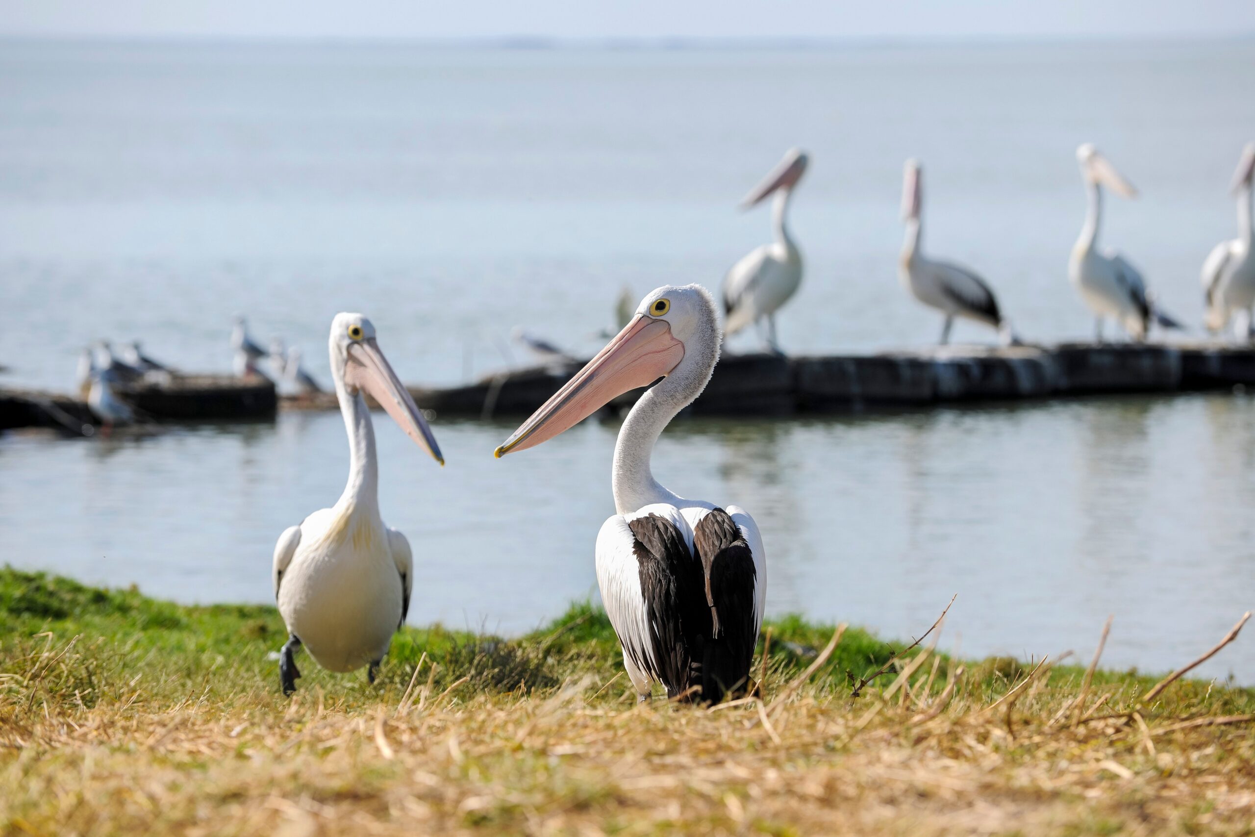 Wild Cultural Coorong Tour- The Tailor Touring (8)
