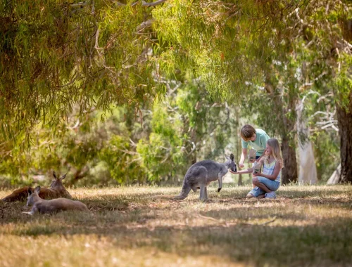 Two children feed a wallaby with other animals lounging nearby