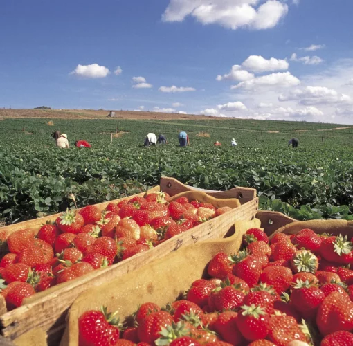 Two baskets of strawberries in the strawberry fields of Beerenberg Farms