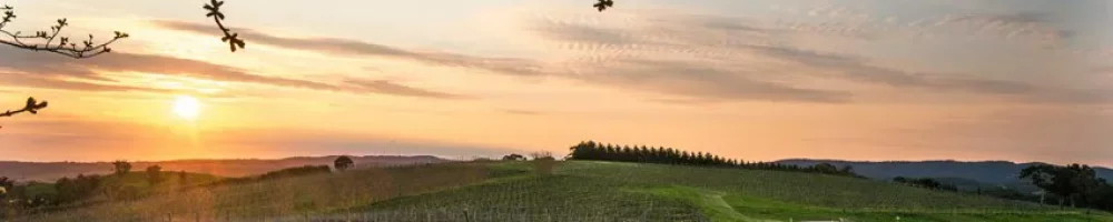 Vineyard views at sunset at The Lane