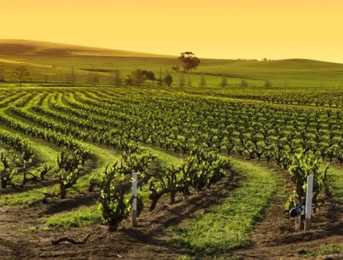 Panorama of Barossa vineyards at dusk