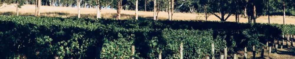 bird in hand adelaide hills vineyard Vineyards at Bird in Hand winery