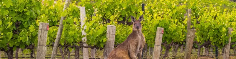 Roo standing alongside vineyards in McLaren Vale, South Australia