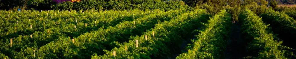 Rows of vineyards at Hugh Hamilton Wines in McLaren Vale