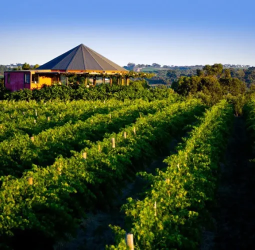 Rows of vineyards at Hugh Hamilton Wines in McLaren Vale