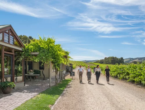 Guests walking up the driveway alongside Shottesbrooke Wines
