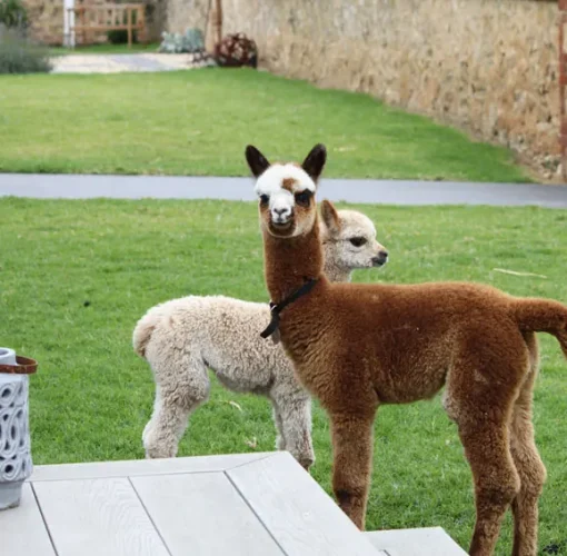 Two alpacas in the front garden of River’s End Retreat