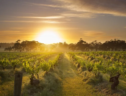 henschke-barossa-south-australia-mount-edelstone-vineyard-view.webp